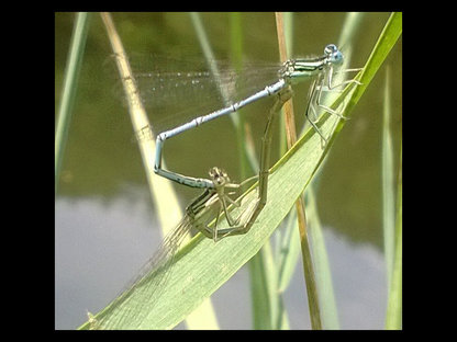 Reproduction zygoptères